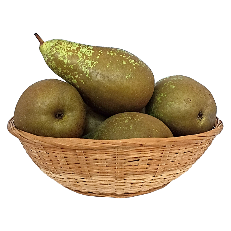 Körte Conference (kg)